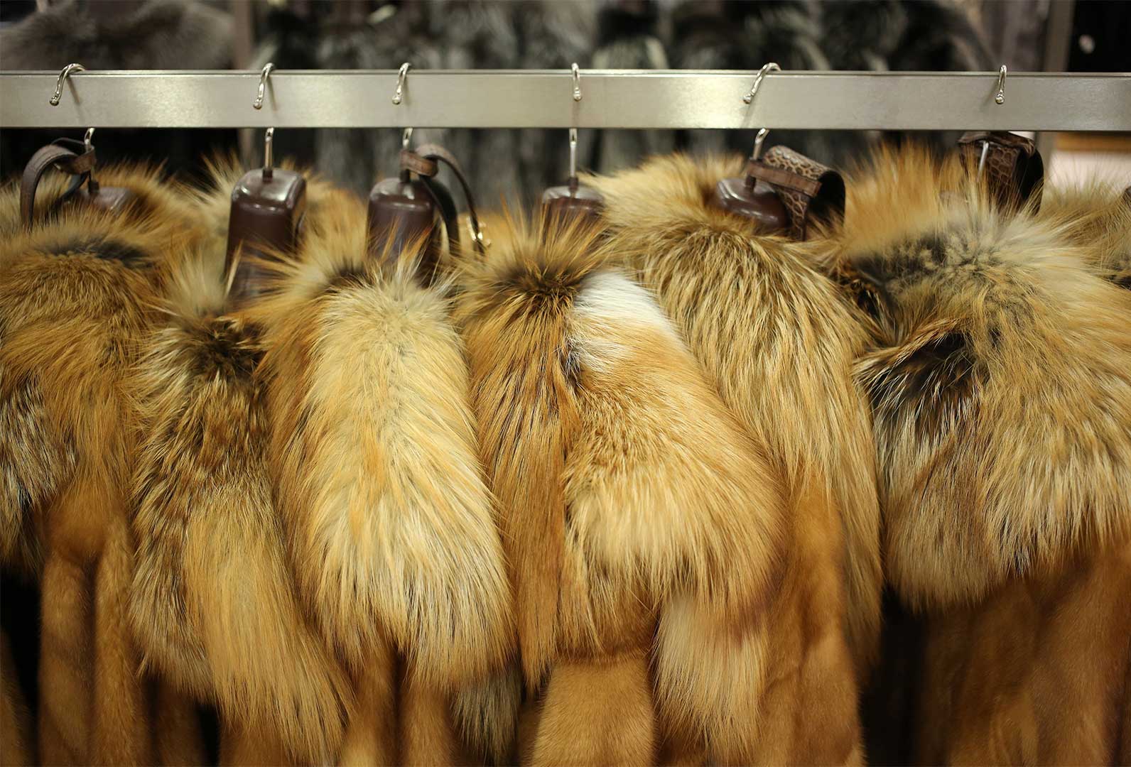 برند ایتالیایی گوچی متعهد شده تا از این به بعد در تولید لباس‌هایش از خز و موی حیوانات استفاده نکند.