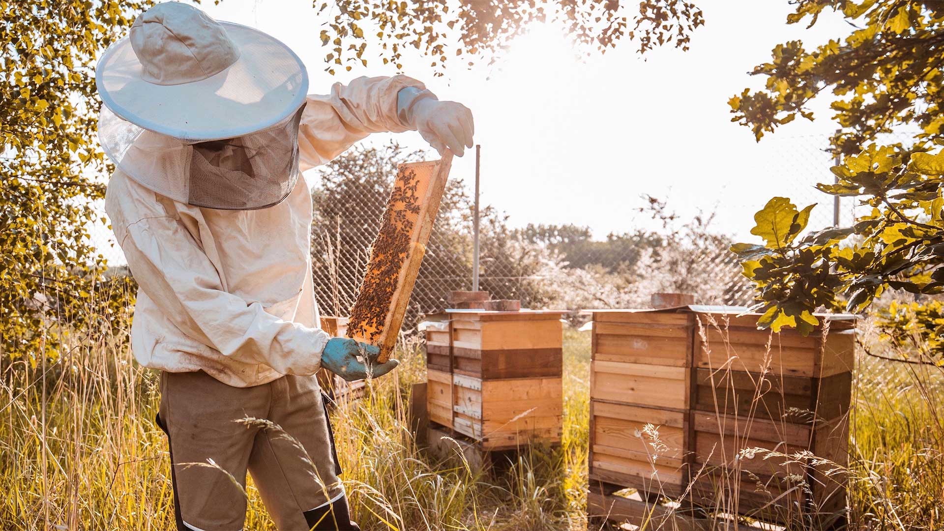 شعبه‌ی پورشه در شهر لایپزیش ۲۵ کلونی از کندوهای زنبورعسل دارد که با مدیریت و تولید عسل از آن‌ها، عسل خوراکی نیز تولید می‌کند.