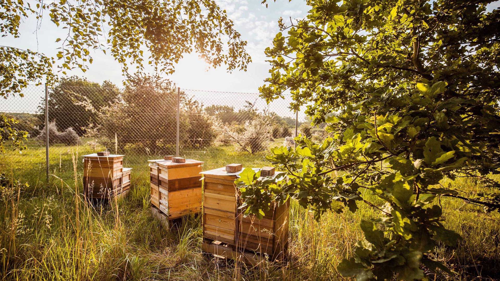 شعبه‌ی پورشه در شهر لایپزیش ۲۵ کلونی از کندوهای زنبورعسل دارد که با مدیریت و تولید عسل از آن‌ها، عسل خوراکی نیز تولید می‌کند.