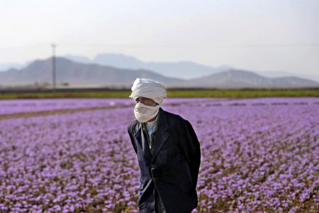 مردی در یک مزرعه‌ی زعفران گل