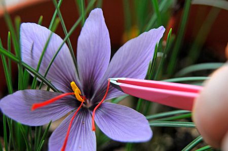 یک گل زعفران که رنگی بنفش دارد